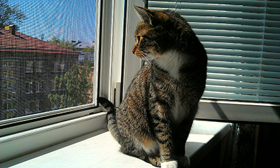 Москитная сетка антикошка Pet-Screen на окна